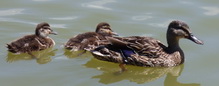mallard duck family